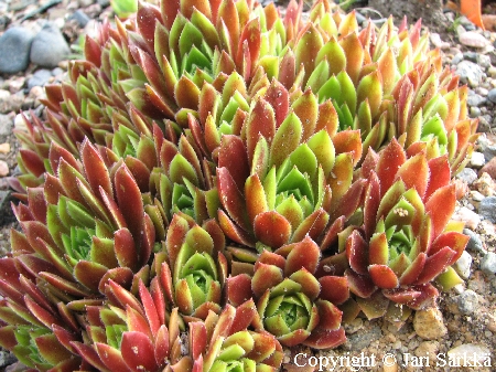 Sempervivum Gloriosum, kivikkomehitähti